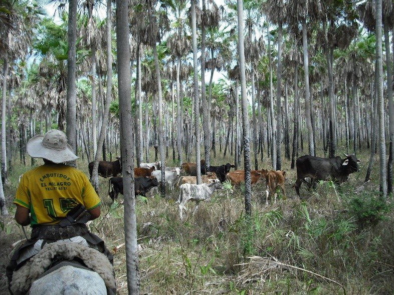 Cowboy takes his cattle through a palm savanna. in Paraguay's Bajo Chaco.